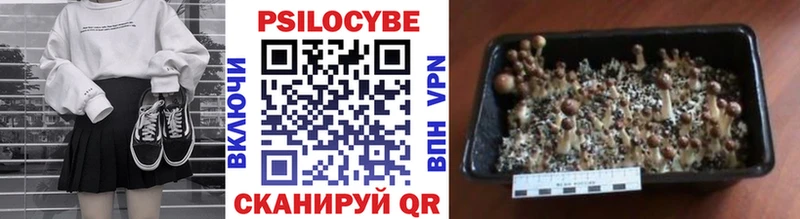 купить наркоту  Кремёнки  Псилоцибиновые грибы Psilocybe 